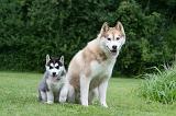 SIBERIAN HUSKY 918